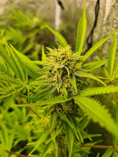 VzH / Lemon Rose Companion EST : 2026. Week 5