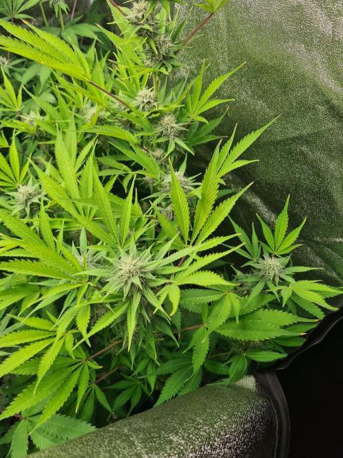 VzH / Lemon Rose Companion EST : 2026. Week 5