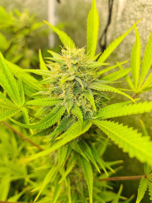 VzH / Lemon Rose Companion EST : 2026. Week 7