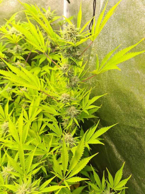 VzH / Lemon Rose Companion EST : 2026. Week 7