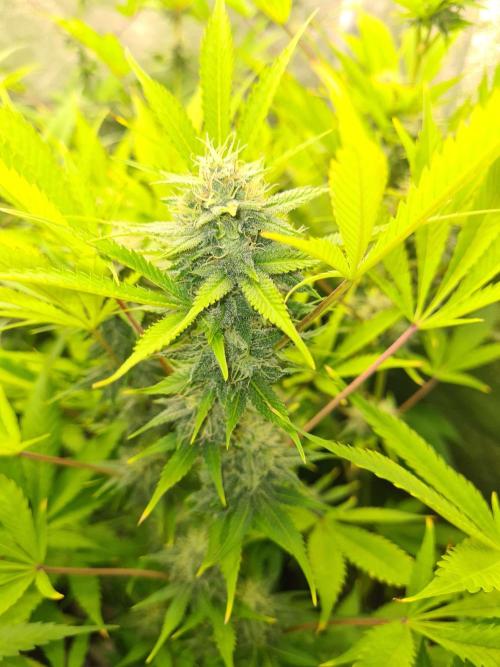 VzH / Lemon Rose Companion EST : 2026. Week 7