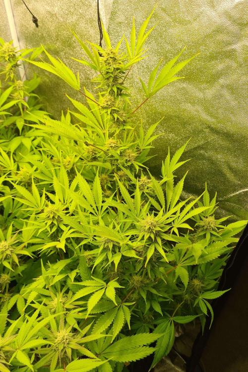 VzH / Lemon Rose Companion EST : 2026. Week 7