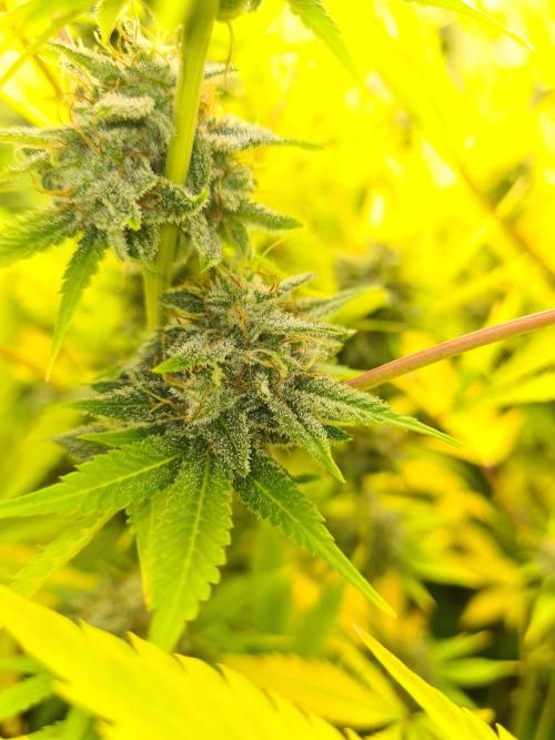 VzH / Lemon Rose Companion EST : 2026. Week 8