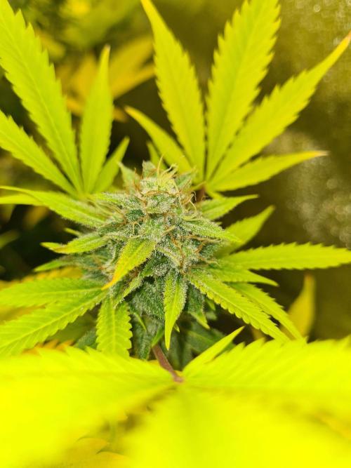 VzH / Lemon Rose Companion EST : 2026. Week 8