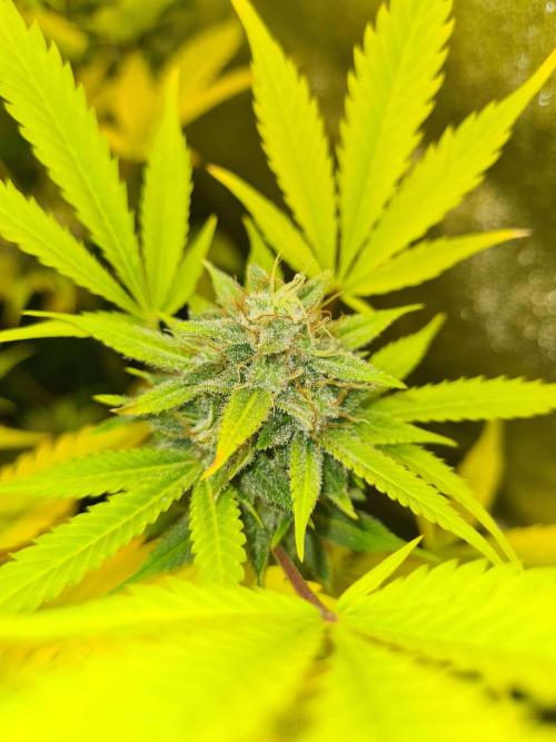 VzH / Lemon Rose Companion EST : 2026. Week 8