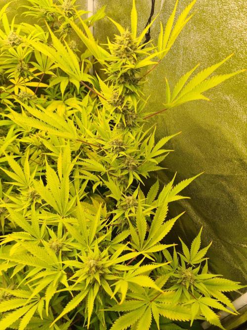 VzH / Lemon Rose Companion EST : 2026. Week 8