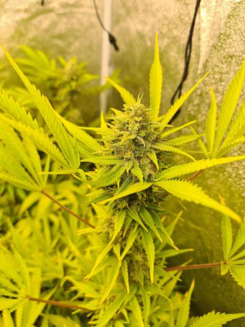 VzH / Lemon Rose Companion EST : 2026. Week 8