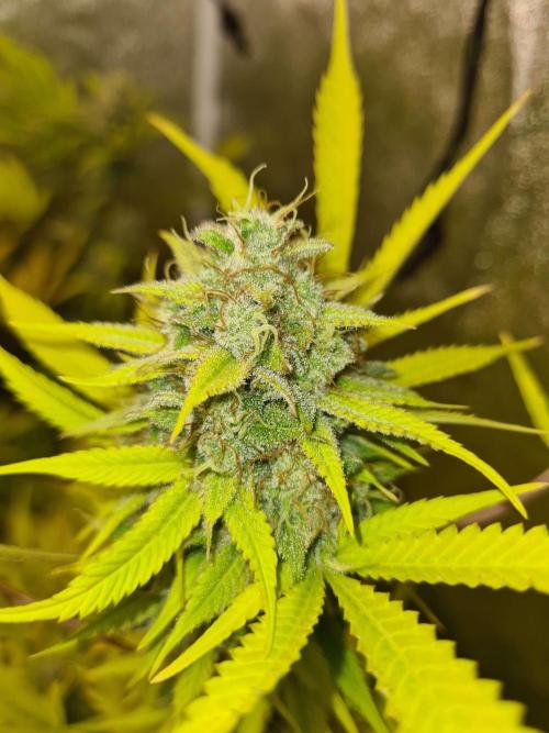 VzH / Lemon Rose Companion EST : 2026. Week 9