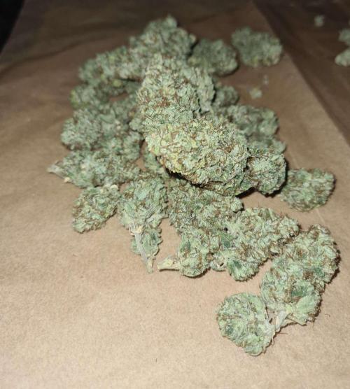 VzH / Lemon Rose Companion EST : 2026. Week 9