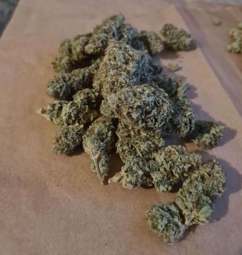 VzH / Lemon Rose Companion EST : 2026. Week 9