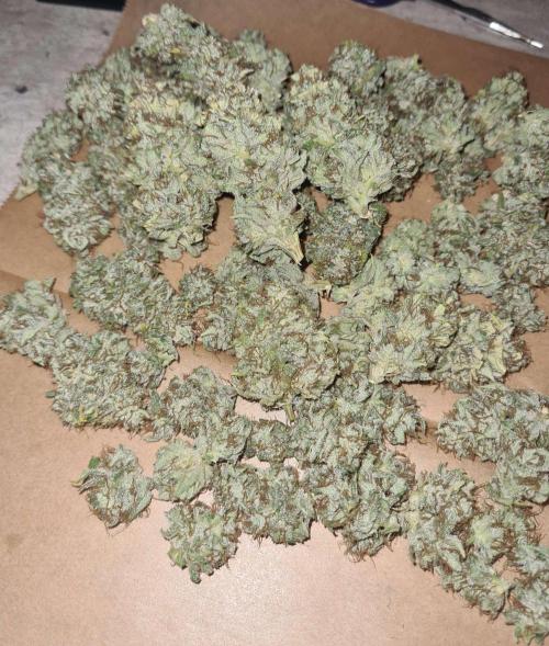 VzH / Lemon Rose Companion EST : 2026. Week 9