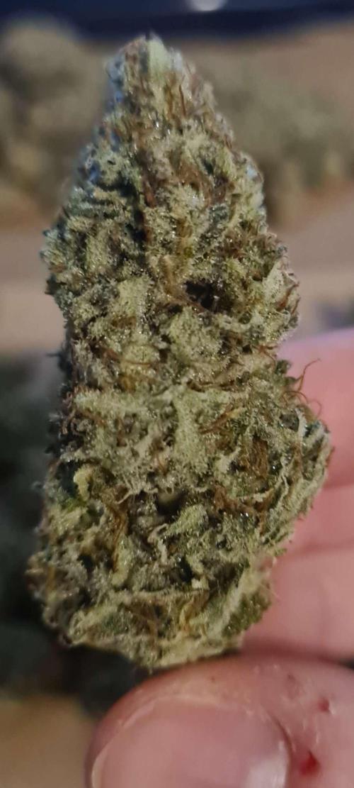 VzH / Lemon Rose Companion EST : 2026. Week 9