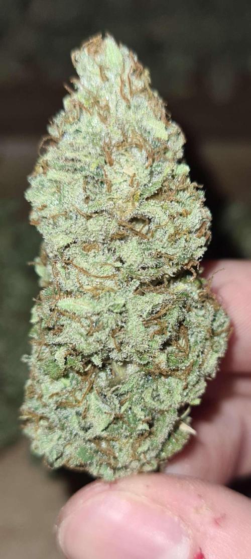 VzH / Lemon Rose Companion EST : 2026. Week 9