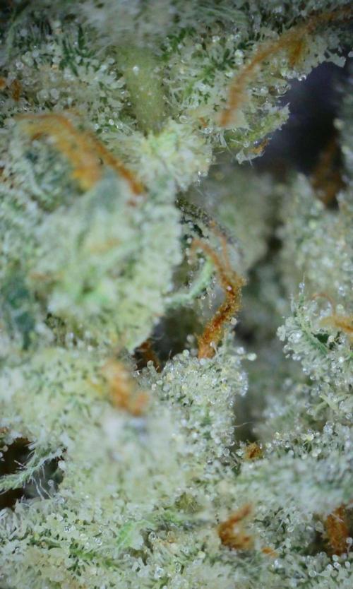 VzH / Lemon Rose Companion EST : 2026. Week 9