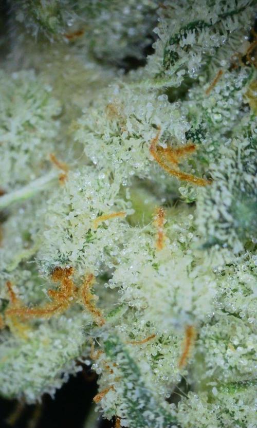 VzH / Lemon Rose Companion EST : 2026. Week 9