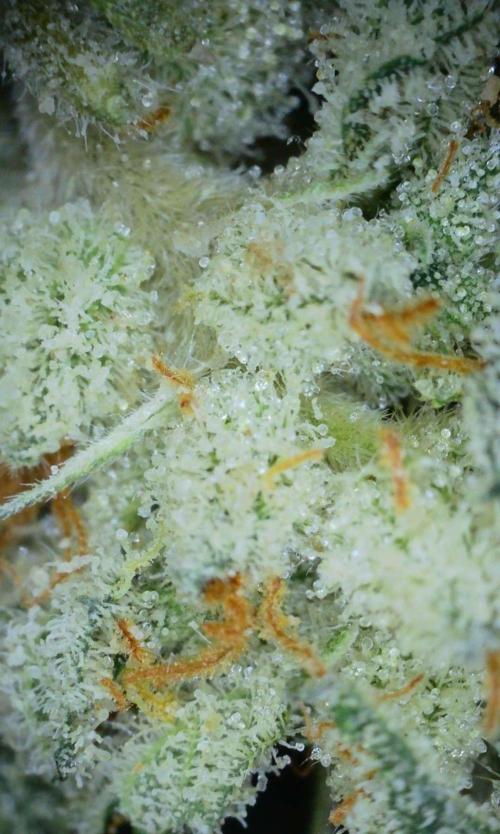 VzH / Lemon Rose Companion EST : 2026. Week 9