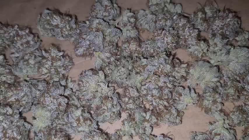 VzH / Cookies Companion EST : 2026