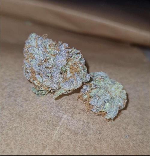 VzH / Cookies Companion EST : 2026. Week 9