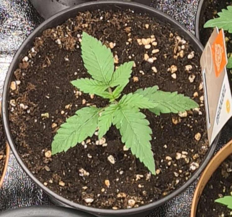 LavaCake (Zamnesia Seeds). Week 2