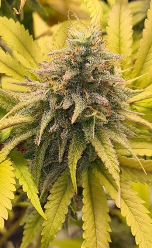 LavaCake (Zamnesia Seeds). Week 13