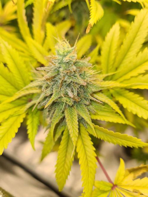 LavaCake (Zamnesia Seeds). Week 13