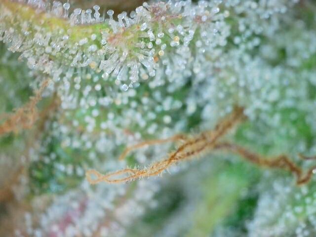 LavaCake (Zamnesia Seeds). Week 13