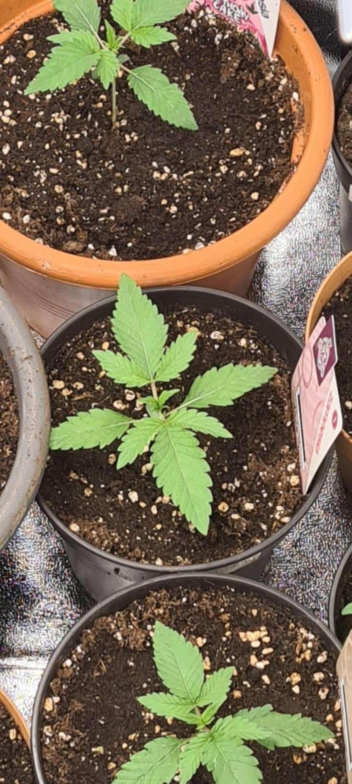 Pink Rozay (Zamnesia Seeds). Week 3