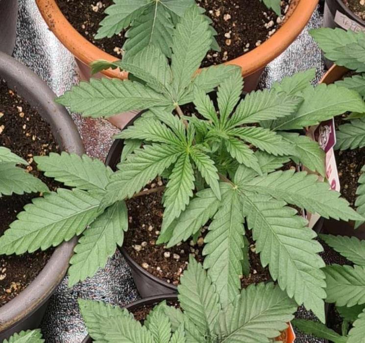 Pink Rozay (Zamnesia Seeds). Week 4