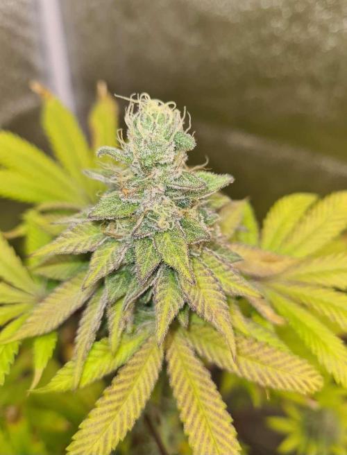 Pink Rozay (Zamnesia Seeds). Week 12