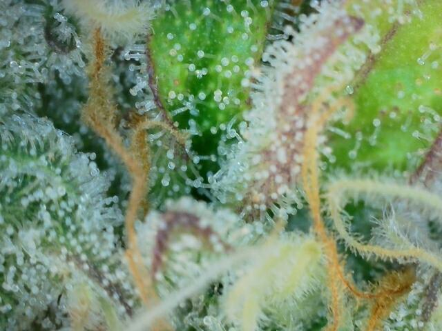 Pink Rozay (Zamnesia Seeds). Week 12