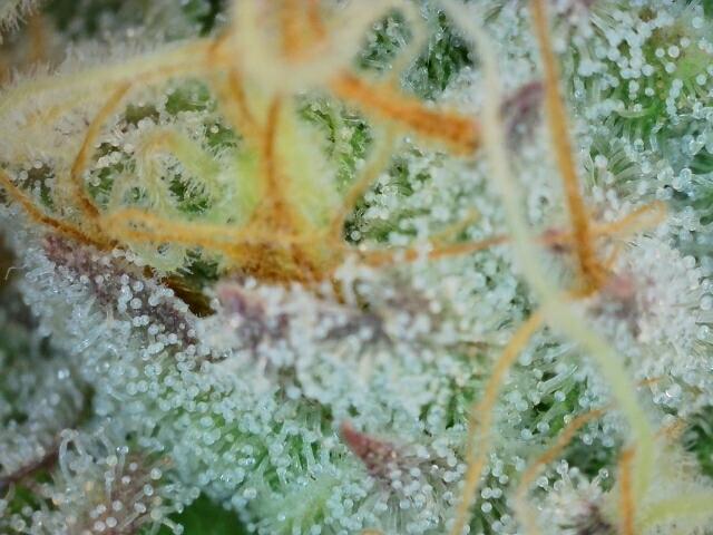 Pink Rozay (Zamnesia Seeds). Week 12