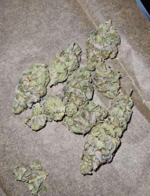 Pink Rozay (Zamnesia Seeds). Week 13