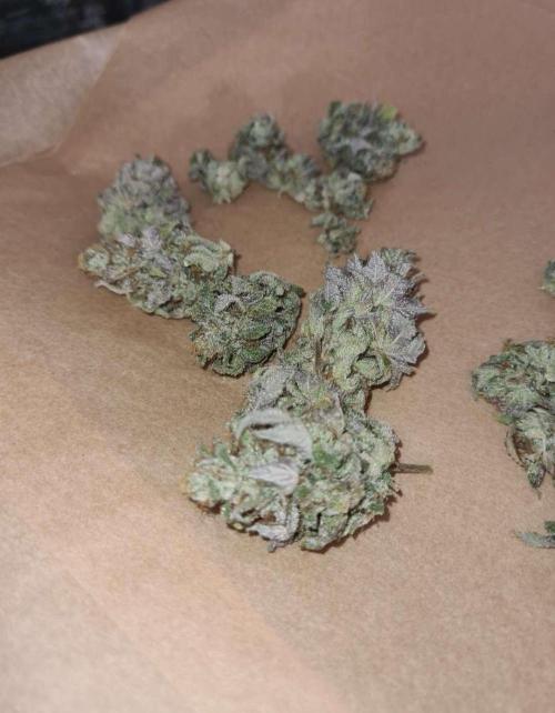 Pink Rozay (Zamnesia Seeds). Week 13