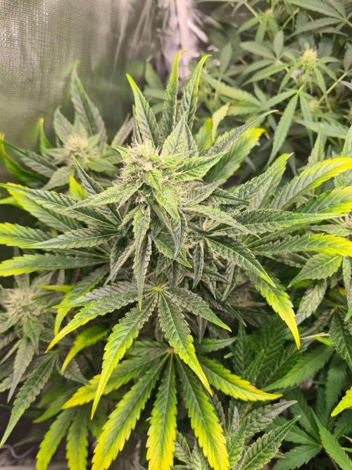 RQS / Green Gelato Auto. Week 9