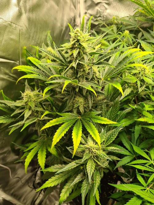 RQS / Green Gelato Auto. Week 9