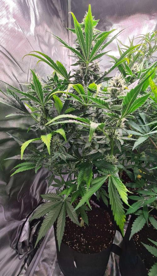 RQS / Green Gelato Auto. Week 9