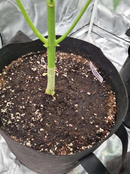 RQS / Green Gelato Auto. Week 9