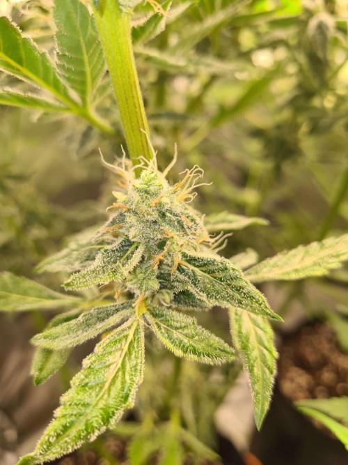 RQS / Green Gelato Auto. Week 10