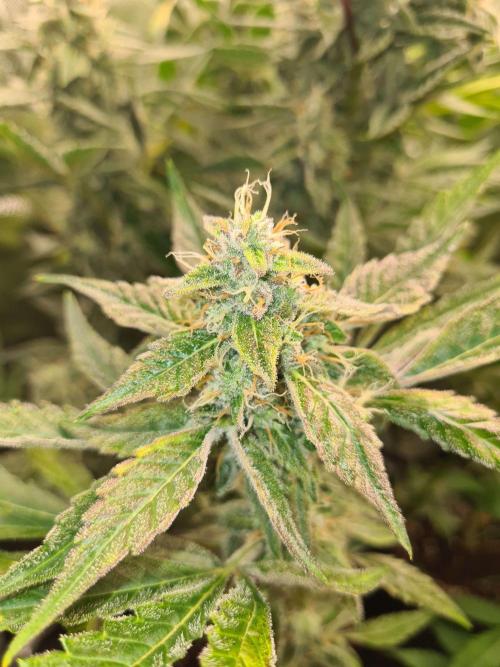 RQS / Green Gelato Auto. Week 10