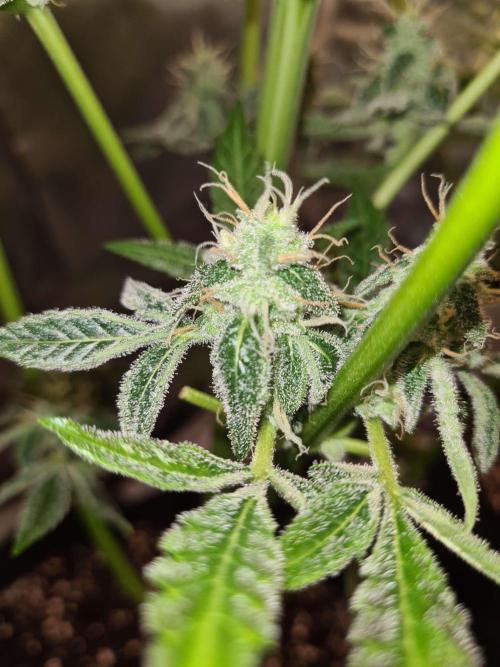 RQS / Green Gelato Auto. Week 10