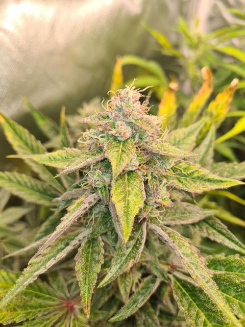 RQS / Green Gelato Auto. Week 10