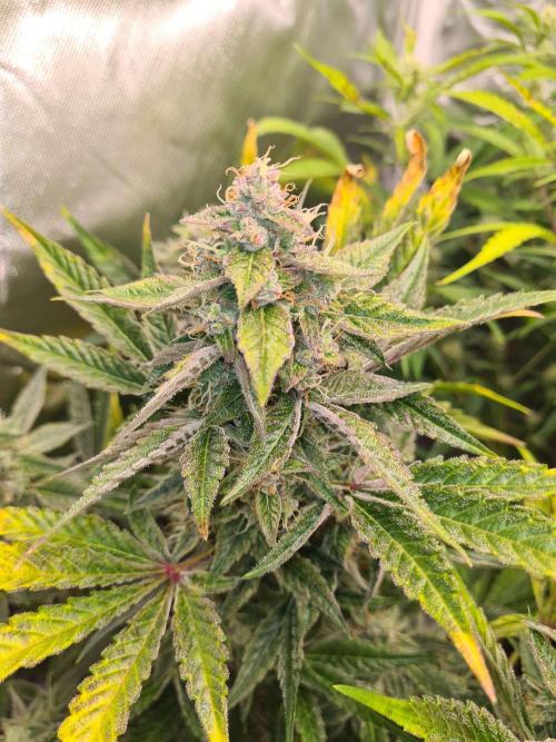 RQS / Green Gelato Auto. Week 10