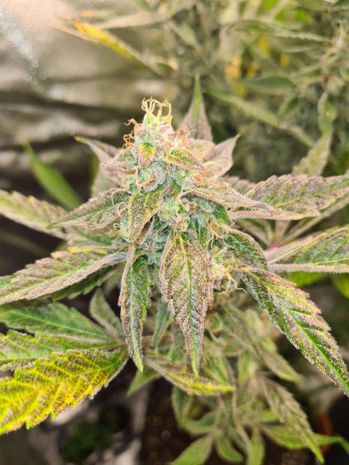 RQS / Green Gelato Auto. Week 11