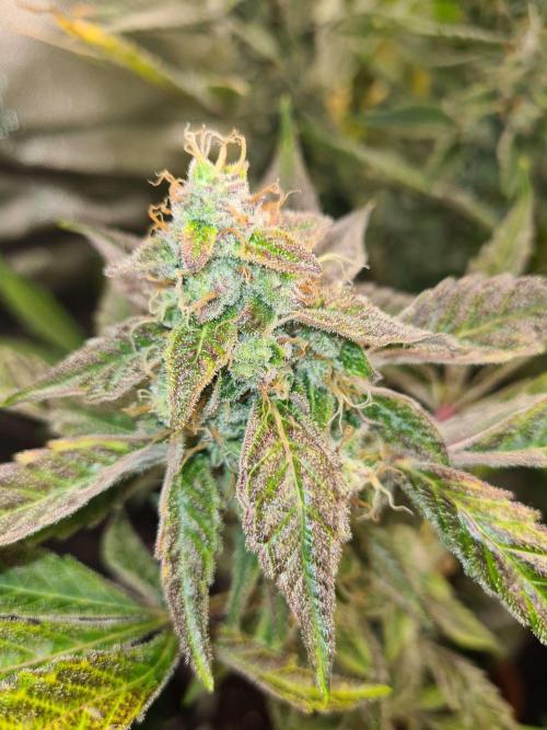 RQS / Green Gelato Auto. Week 11