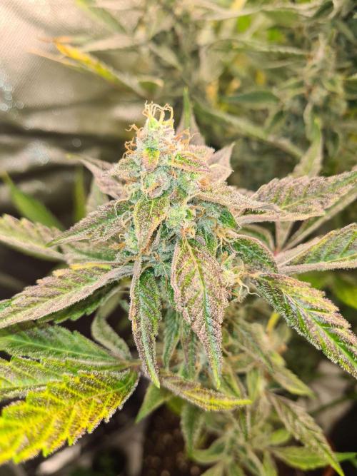 RQS / Green Gelato Auto. Week 11