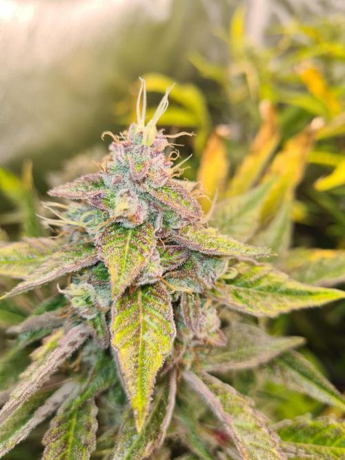 RQS / Green Gelato Auto. Week 11