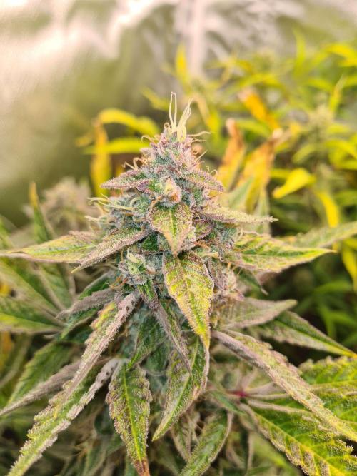 RQS / Green Gelato Auto. Week 11