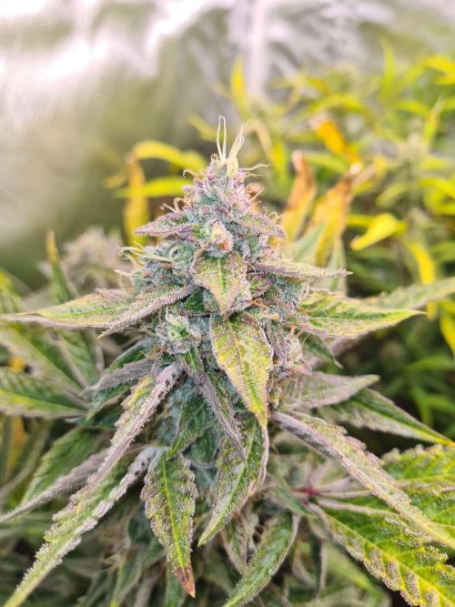 RQS / Green Gelato Auto. Week 11