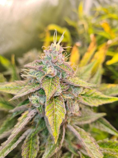 RQS / Green Gelato Auto. Week 11