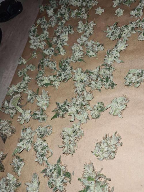 RQS / Green Gelato Auto. Week 12